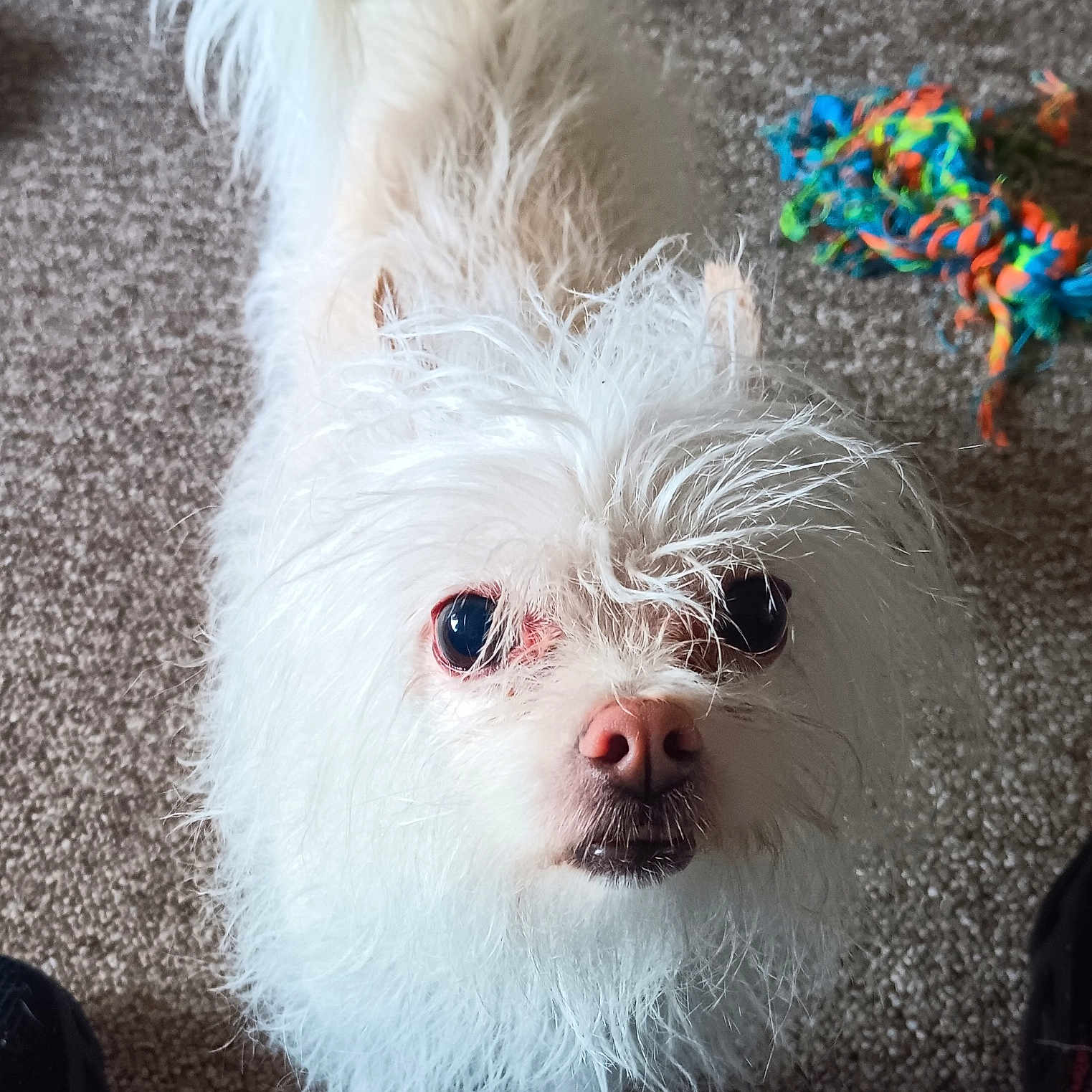 Sassy joined the competition — help win amazing prizes! animal, canine, carpet, closeup, companion, curious, cute, dog, domestic, fluffy, fur, furry, indoor, looking_up, pet, playful, rope_toy, small_dog, toy, white