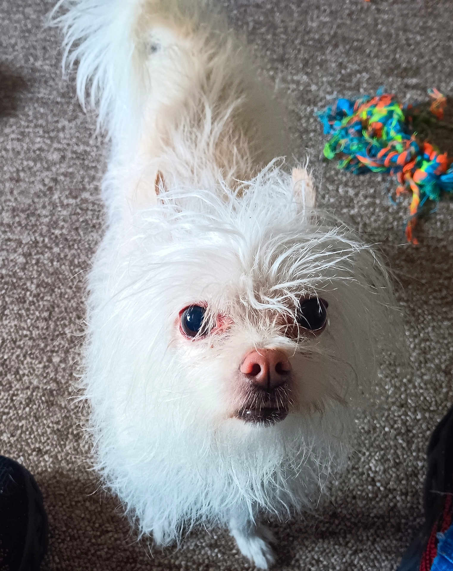 Sassy joined the competition — help win amazing prizes! dog, white, fluffy, pet, carpet, toy, rope_toy, indoor, curious, fur, small_dog, animal, cute, looking_up, closeup, canine, companion, playful, domestic, furry