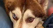 Maverick is registered to the contest to win money with this photo: dog, husky, portrait, close_up, heterochromia, blue_eye, brown_eye, paw, fur, animal, pet, face, ears, snout, resting, cute, indoors, cozy, looking_up, canine