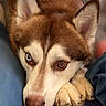 dog, husky, portrait, close_up, heterochromia, blue_eye, brown_eye, paw, fur, animal, pet, face, ears, snout, resting, cute, indoors, cozy, looking_up, canine