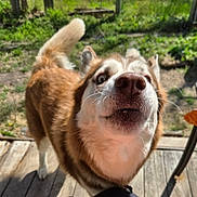Maverick joined the competition — help win amazing prizes! dog, husky, canine, pet, outdoor, porch, wooden_floor, greenery, nature, sniffing, closeup, curious, fur, tail, animal, muzzle, whiskers, daylight, playful, ears