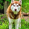 dog, husky, brown, white, animal, pet, outdoor, greenery, grass, nature, canine, fur, ears, eyes, portrait, standing, vibrant, garden, wood, fence