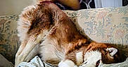 Maverick is registered to the contest to win money with this photo: animal, blanket, canine, comfort, couch, cozy, cute, dog, fluffy, fur, home, husky, indoor, living_room, pet, relaxed, resting, sleepy, stretching, tail
