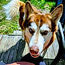 dog, husky, canine, pet, outdoor, deck, wood, greenery, sunlight, tail, fur, animal, curious, closeup, eyes, snout, ears, nature, daylight, happy