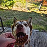 dog, treat, hand, porch, wooden_floor, yard, grass, fence, tree, autumn_leaves, pet, mouth_open, canine, outdoor, sunlight, playful, animal, close_up, brown_and_white, happy