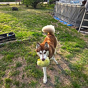 Maverick joined the competition — help win amazing prizes! animal, backyard, canine, daytime, dog, fence, grass, greenery, house, husky, leisure, nature, outdoor, pet, playful, pool, summer, sunlight, toy, yard