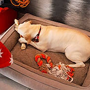 Tara a rejoint le concours — aidez-le/la à gagner de superbes lots ! animal, bone, canine, chewing, collar, comfort, dog, domestic, extension_cord, floor_tiles, home, indoor, light_fur, pet_bed, plush_bed, red_container, relaxing, resting, rope_toy, toy