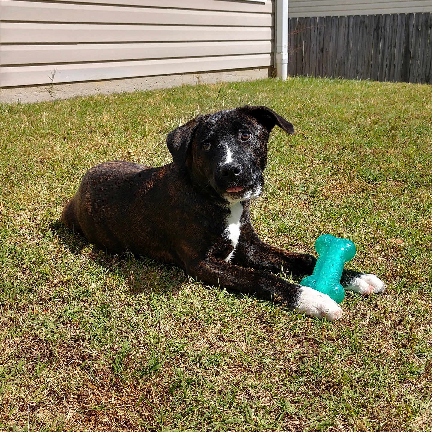 Guinness