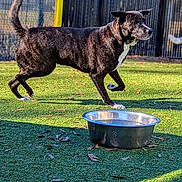 Guinness joined the competition — help win amazing prizes! dog, dogs, outdoor, backyard, grass, sunlight, shadow, water_bowl, fence, running, standing, animal, pet, brown_dog, black_dog, white_chest, background_dog, motion, playful, photograph