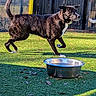 dog, dogs, outdoor, backyard, grass, sunlight, shadow, water_bowl, fence, running, standing, animal, pet, brown_dog, black_dog, white_chest, background_dog, motion, playful, photograph