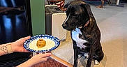 Guinness joined the competition — help win amazing prizes! dog, pet, black_and_white, brindle, sitting, table, plate, treat, food, indoors, living_room, carpet, furniture, television, chair, human_hand, tattoo, collar, waiting, home