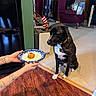 dog, pet, black_and_white, brindle, sitting, table, plate, treat, food, indoors, living_room, carpet, furniture, television, chair, human_hand, tattoo, collar, waiting, home