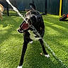 dog, black_and_white_dog, open_mouth, water, water_stream, playing, outdoor, dog_park, artificial_grass, fence, sunlight, animal, pet, canine, teeth, tongue, wet, action, playground, funny