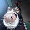 dog, close_up, nose, snout, eyes, wide_eyed, flash, indoor, pet, animal, black_and_white, fur, whiskers, portrait, funny, dramatic, blurred_background, low_light, curious, camera