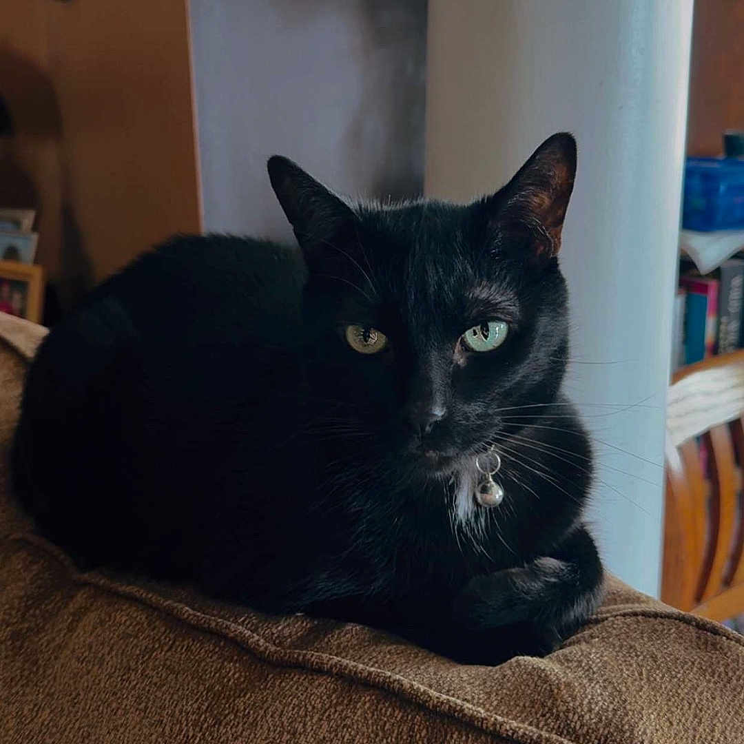 Rocky