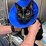 Rocky is registered to the contest to win money with this photo: cat, black_cat, animal, pet, blue_cone, recovery_collar, veterinary_clinic, vet_visit, medical_care, wide_eyes, whiskers, pointed_ears, fur, person, arms, hands, animal_carrier, metal_cage, indoor, portrait