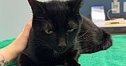 Rocky joined the competition — help win amazing prizes! black_cat, cat, feline, pet, animal, whiskers, green_eyes, pointed_ears, fur, sitting, lying_down, paws, towel, turquoise, veterinary_clinic, examination_table, indoor, medical_room, human_hand, portrait