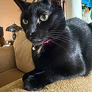 Rocky joined the competition — help win amazing prizes! cat, black_cat, pet, feline, green_eyes, whiskers, pink_collar, indoors, living_room, couch, furniture, close_up, portrait, sitting, lying_down, short_hair, shiny_fur, animal, home, cozy
