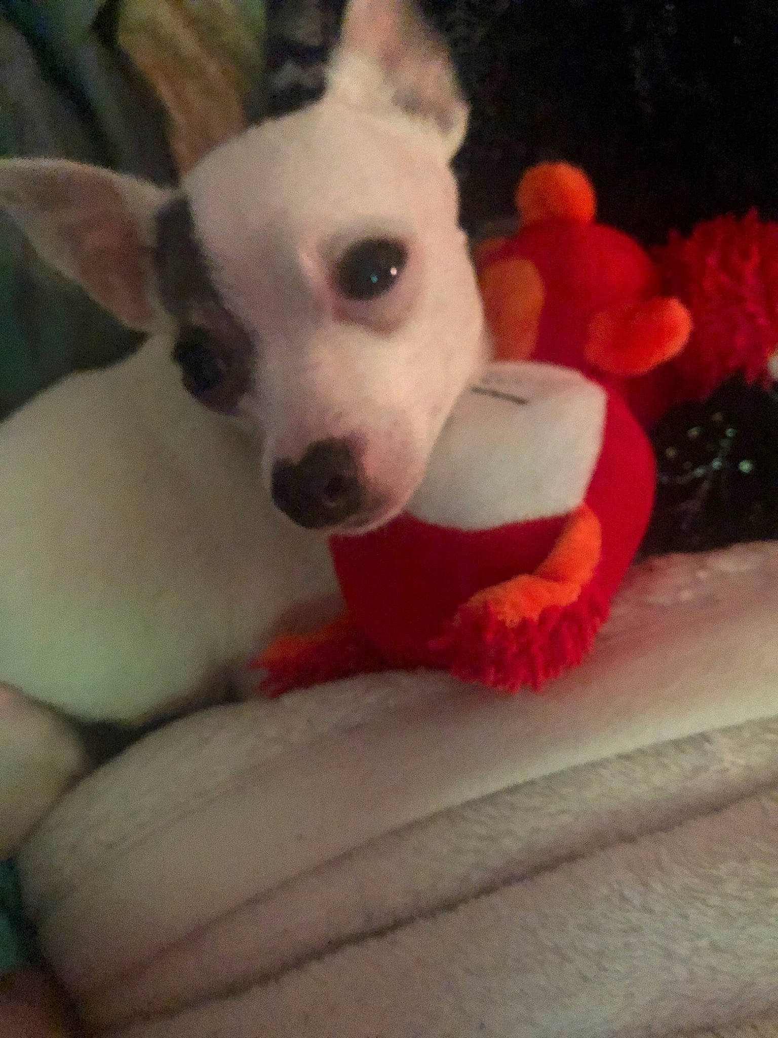 Zero joined the competition — help win amazing prizes! canidae, carnivore, chihuahua, companion_dog, dog, dog_breed, ear, mammal, non_sporting_group, nose, puppy, rat_terrier, snout, toy_fox_terrier, vertebrate