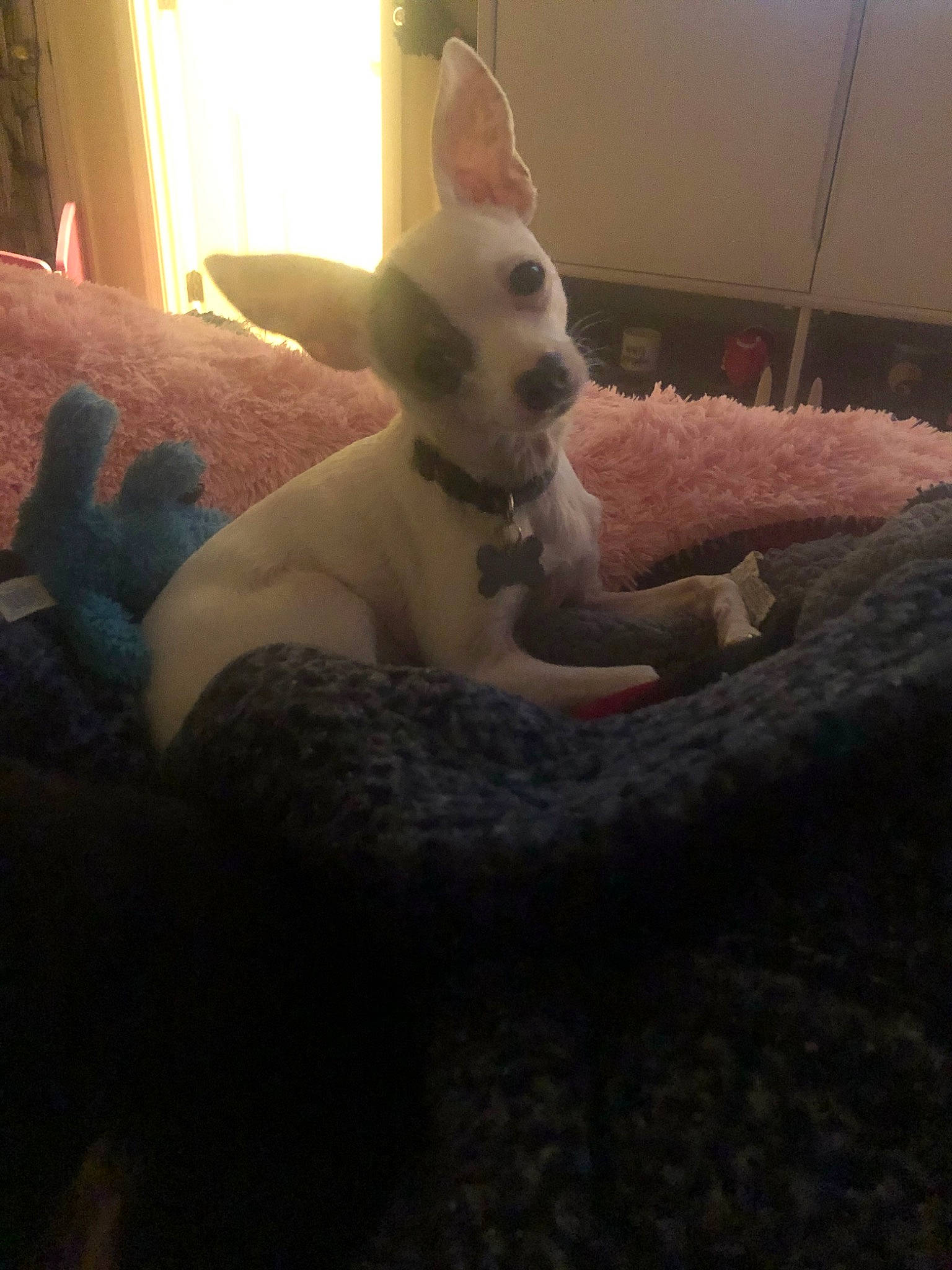 Zero is registered to the contest to win money with this photo: canidae, carnivore, dog, dog_breed, ear, fawn, mammal, non_sporting_group, vertebrate, whiskers