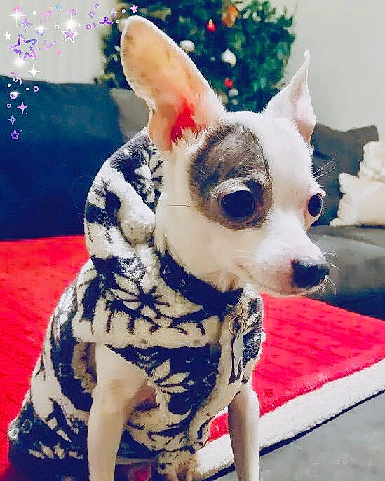 Zero is registered to the contest to win money with this photo: ancient_dog_breeds, canidae, carnivore, chihuahua, companion_dog, dog, dog_breed, dog_clothes, ear, fawn, mammal, snout, tail, toy_dog, vertebrate, whiskers