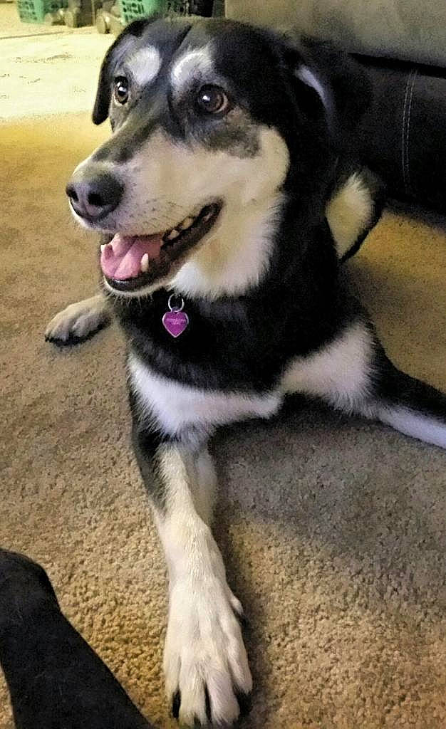 Sadie Bear is registered to the contest to win money with this photo: alaskan_malamute, canidae, carnivore, dog, dog_breed, labrador_husky, lapponian_herder, mammal, native_american_indian_dog, northern_inuit_dog, nose, rare_breed_dog, sakhalin_husky, seppala_siberian_sleddog, siberian_husky, sled_dog, snout, sporting_group, vertebrate, working_dog