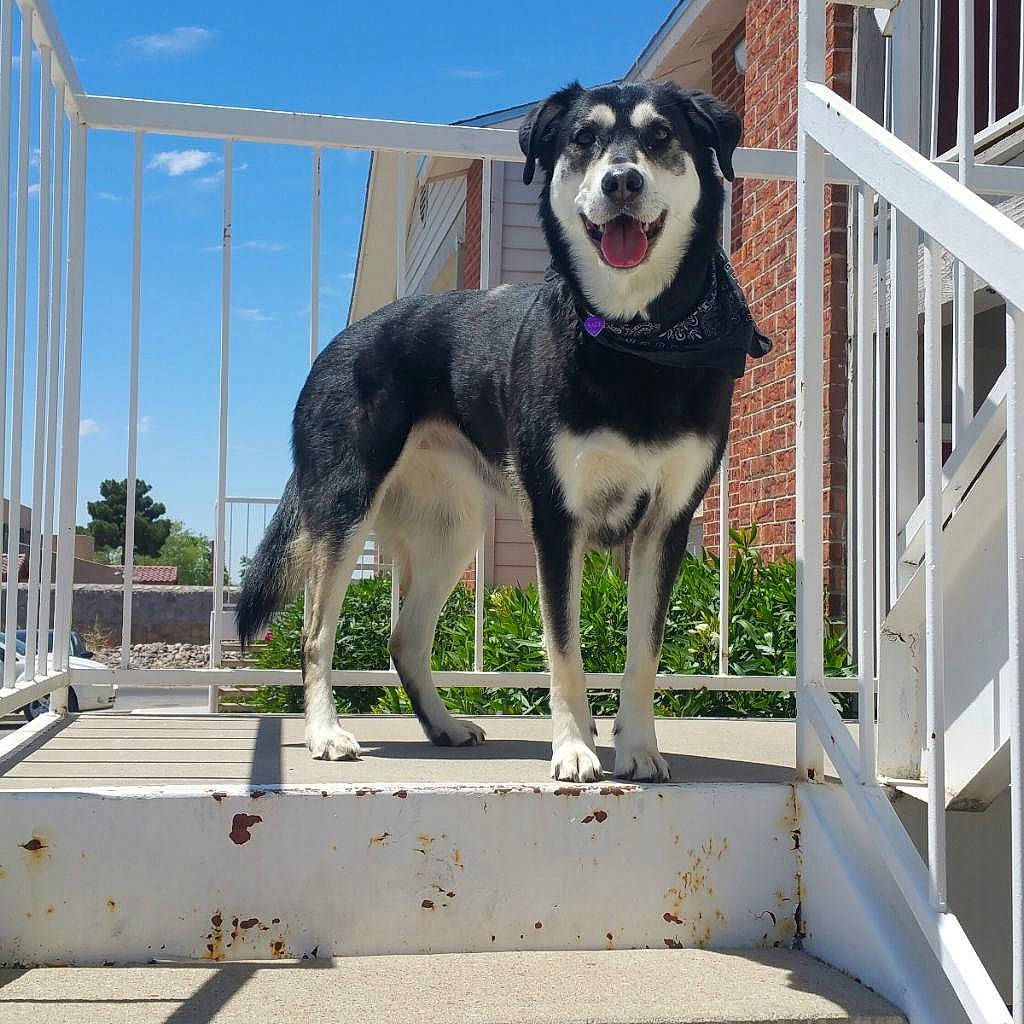 Sadie Bear joined the competition — help win amazing prizes! australian_shepherd, border_collie, canidae, carnivore, dog, dog_breed, herding_dog, lapponian_herder, mammal, rare_breed_dog, seppala_siberian_sleddog, siberian_husky, sporting_group, vertebrate, working_dog