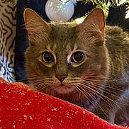 Smokey joined the competition — help win amazing prizes! cat, pet, animal, christmas_tree, ornament, lights, close_up, whiskers, fur, big_eyes, indoor, holiday, red_blanket, cozy, festive, portrait, tree_skirt, decoration, adorable, gaze