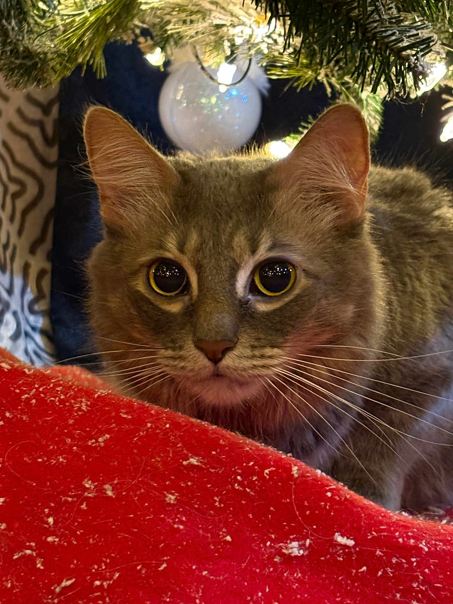 Smokey joined the competition — help win amazing prizes! cat, pet, animal, christmas_tree, ornament, lights, close_up, whiskers, fur, big_eyes, indoor, holiday, red_blanket, cozy, festive, portrait, tree_skirt, decoration, adorable, gaze