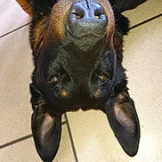 Nick a rejoint le concours — aidez-le/la à gagner de superbes lots ! dog, dog_breed, dog_breed_group, dog_like_mammal, fur, paw, puppy, snout, vulnerable_native_breeds