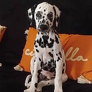 Aiko participe au concours pour gagner de l'argent avec cette photo : dalmatian, puppy, dog, sitting, black_and_white, spotted, couch, orange_pillow, indoor, pet, canine, fur, animal, young, portrait, looking_at_camera, domestic, cute, calm, resting