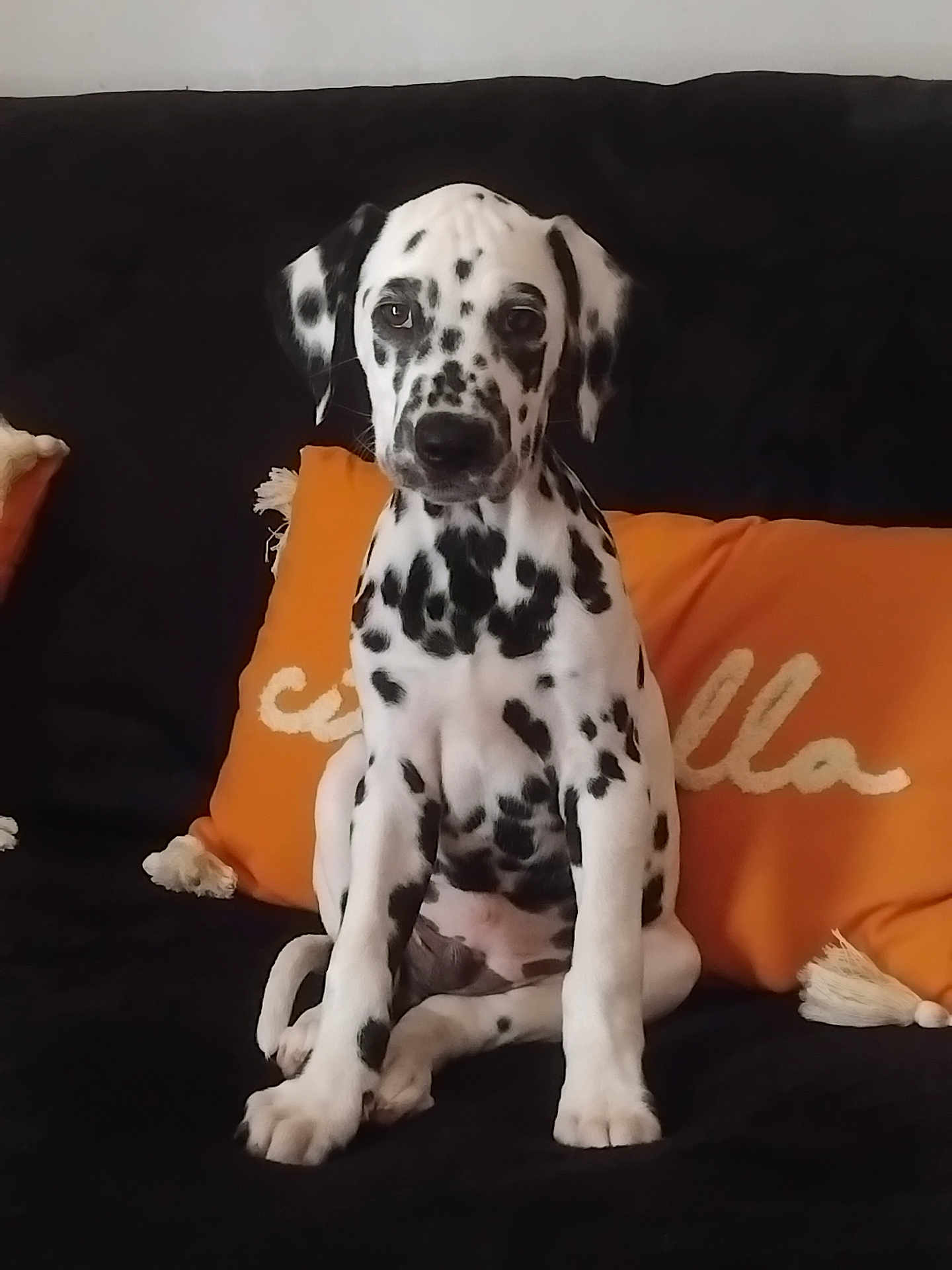 Aiko participe au concours pour gagner de l'argent avec cette photo : dalmatian, puppy, dog, sitting, black_and_white, spotted, couch, orange_pillow, indoor, pet, canine, fur, animal, young, portrait, looking_at_camera, domestic, cute, calm, resting