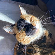 Bean joined the competition — help win amazing prizes! cat, calico, close_up, sunlight, whiskers, fur, pet, animal, indoor, relaxed, sleepy, bed, blanket, pillow, orange, black, white, cute, portrait, feline