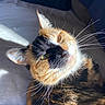 cat, calico, close_up, sunlight, whiskers, fur, pet, animal, indoor, relaxed, sleepy, bed, blanket, pillow, orange, black, white, cute, portrait, feline