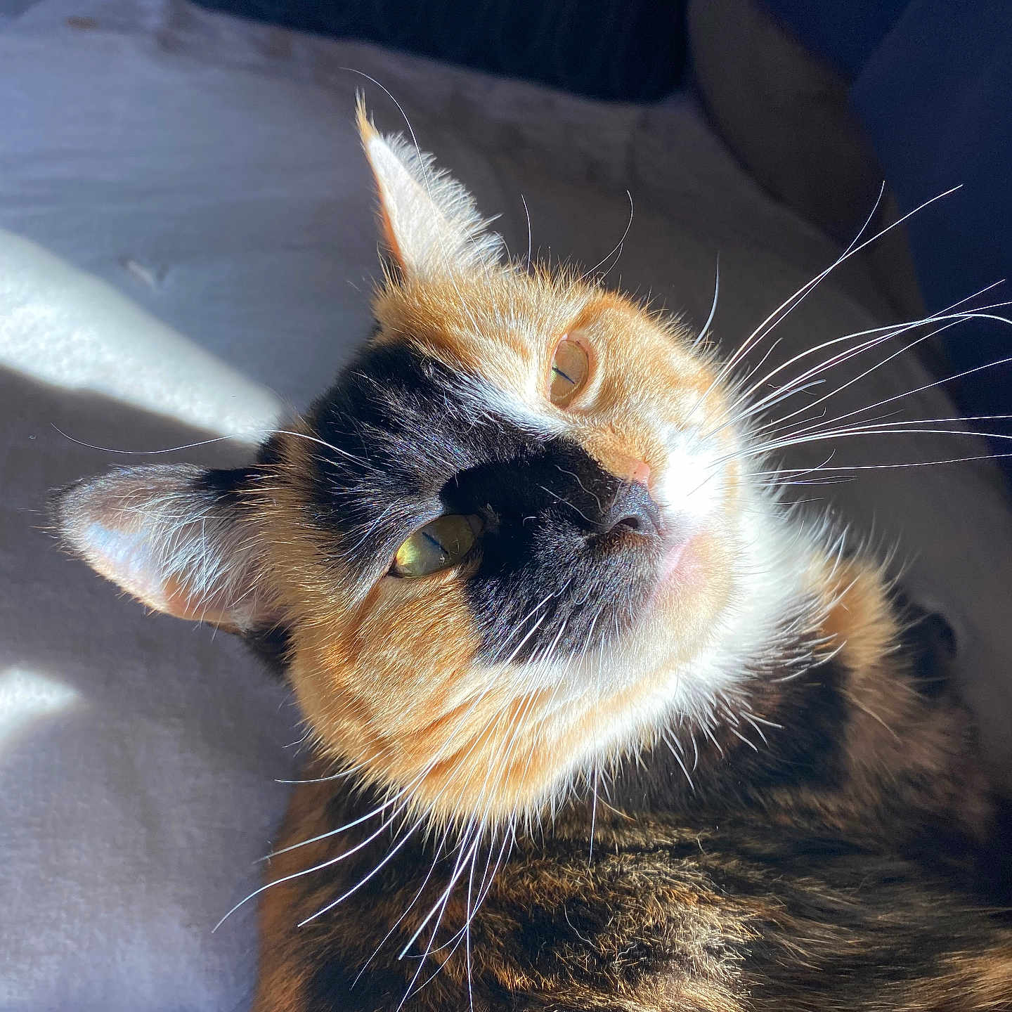 Bean joined the competition — help win amazing prizes! cat, calico, close_up, sunlight, whiskers, fur, pet, animal, indoor, relaxed, sleepy, bed, blanket, pillow, orange, black, white, cute, portrait, feline