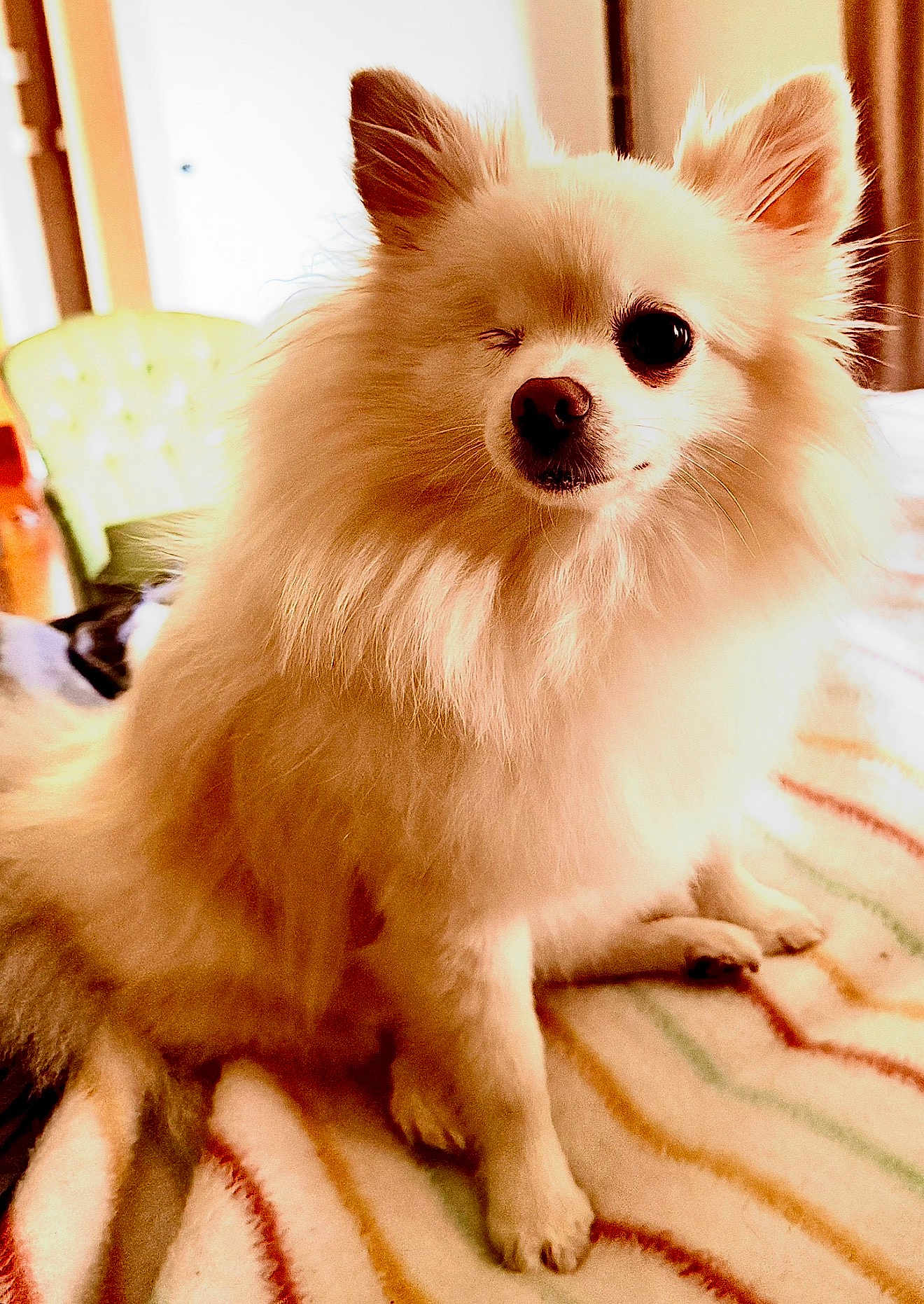 Thaïs a rejoint le concours — aidez-le/la à gagner de superbes lots ! dog, fluffy, small_dog, sitting, winking, cute, pet, indoor, blanket, striped, furniture, cozy, light, ears, nose, tail, paw, fur, animal, companion