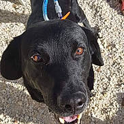 Rocky participe au concours pour gagner de l'argent avec cette photo : beagador, blue_lacy, borador, canidae, carnivore, dog, dog_breed, dog_collar, eurohound, formosan_mountain_dog, hunting_dog, labrador_retriever, patterdale_terrier, pointing_breed, rare_breed_dog, retriever, snout, sporting_group