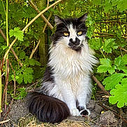 Lohny participe au concours pour gagner de l'argent avec cette photo : cat, animal, fluffy, black_and_white, outdoor, greenery, foliage, nature, pet, sitting, fur, tail, eyes, mammal, whiskers, garden, plant, leaf, ground, cute
