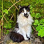 cat, animal, fluffy, black_and_white, outdoor, greenery, foliage, nature, pet, sitting, fur, tail, eyes, mammal, whiskers, garden, plant, leaf, ground, cute