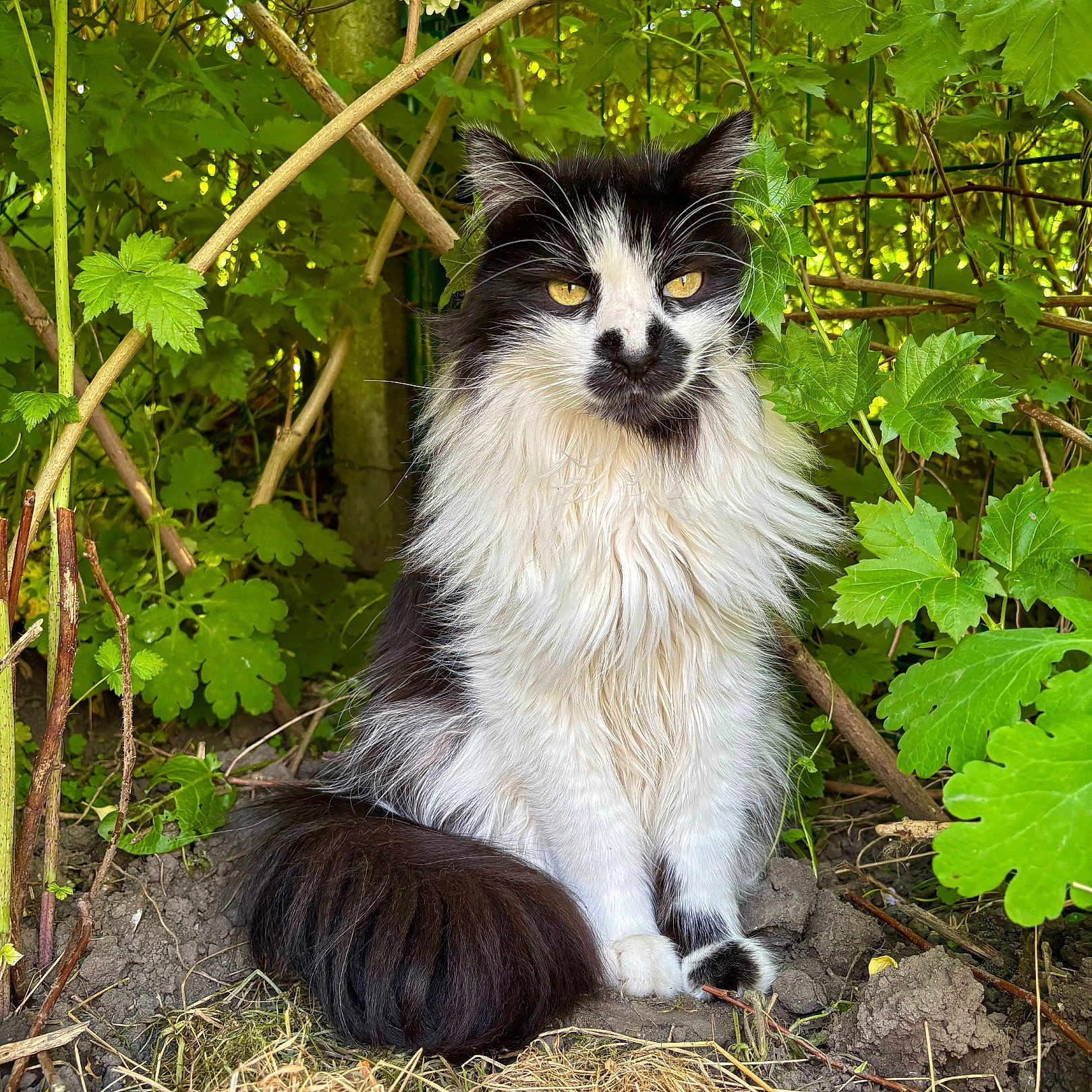 Lohny participe au concours pour gagner de l'argent avec cette photo : animal, black_and_white, cat, cute, eyes, fluffy, foliage, fur, garden, greenery, ground, leaf, mammal, nature, outdoor, pet, plant, sitting, tail, whiskers