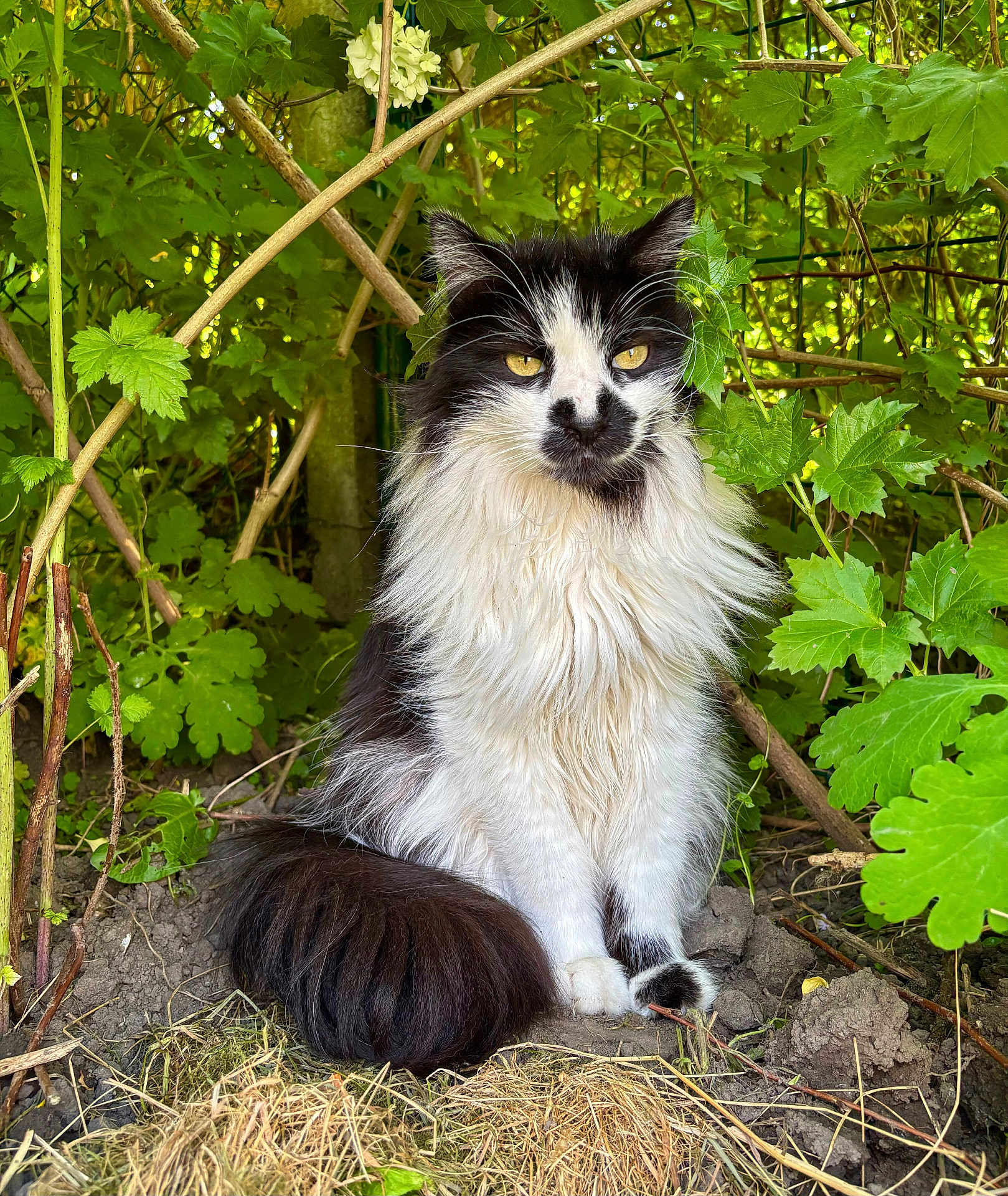 Lohny