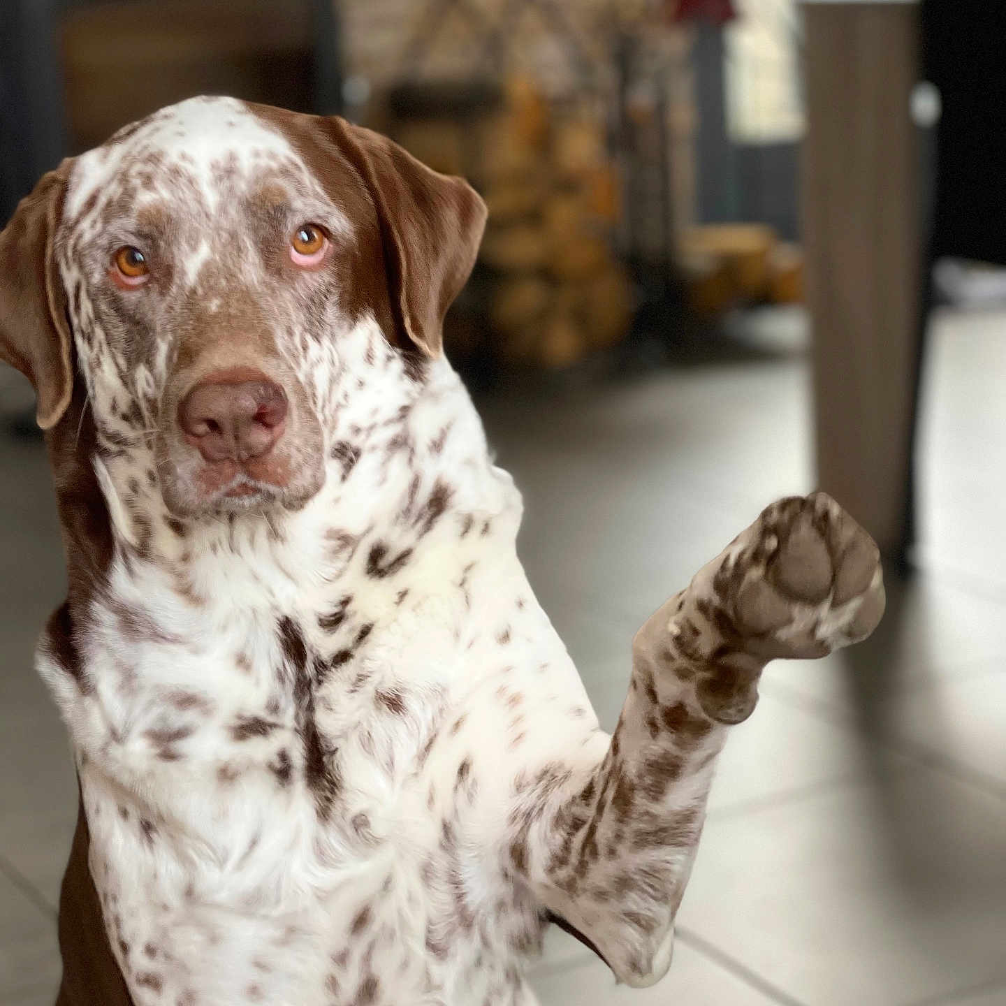 Paco a rejoint le concours — aidez-le/la à gagner de superbes lots ! animal, blurry_background, brown_and_white, canine, close_up, companion, cute, dog, domestic, ears, expressive_eyes, floor_tiles, friendly, fur, indoor, mammal, nose, paw_raised, pet, spotted