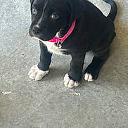 Minnie is registered to the contest to win money with this photo: puppy, dog, black_dog, white_paws, pink_collar, pet, animal, cute, young, concrete_floor, sitting, looking_up, adorable, domestic_animal, fur, tail, ears, eyes, collar, canine