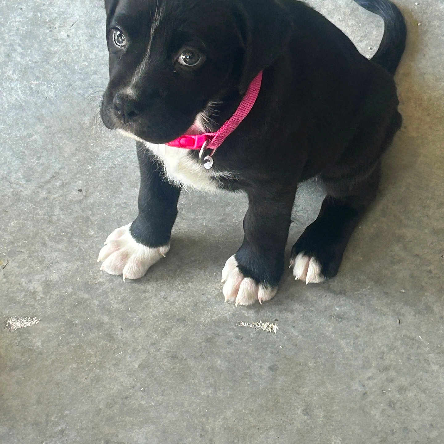 Minnie is registered to the contest to win money with this photo: puppy, dog, black_dog, white_paws, pink_collar, pet, animal, cute, young, concrete_floor, sitting, looking_up, adorable, domestic_animal, fur, tail, ears, eyes, collar, canine