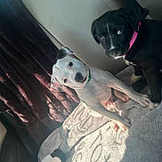 Minnie is registered to the contest to win money with this photo: puppies, dog, white_dog, black_dog, collar, blanket, plush_toy, snoopy, car_interior, sunlight, shadow, pet, cute, curious, sitting, indoor, soft_texture, companions, young, playful