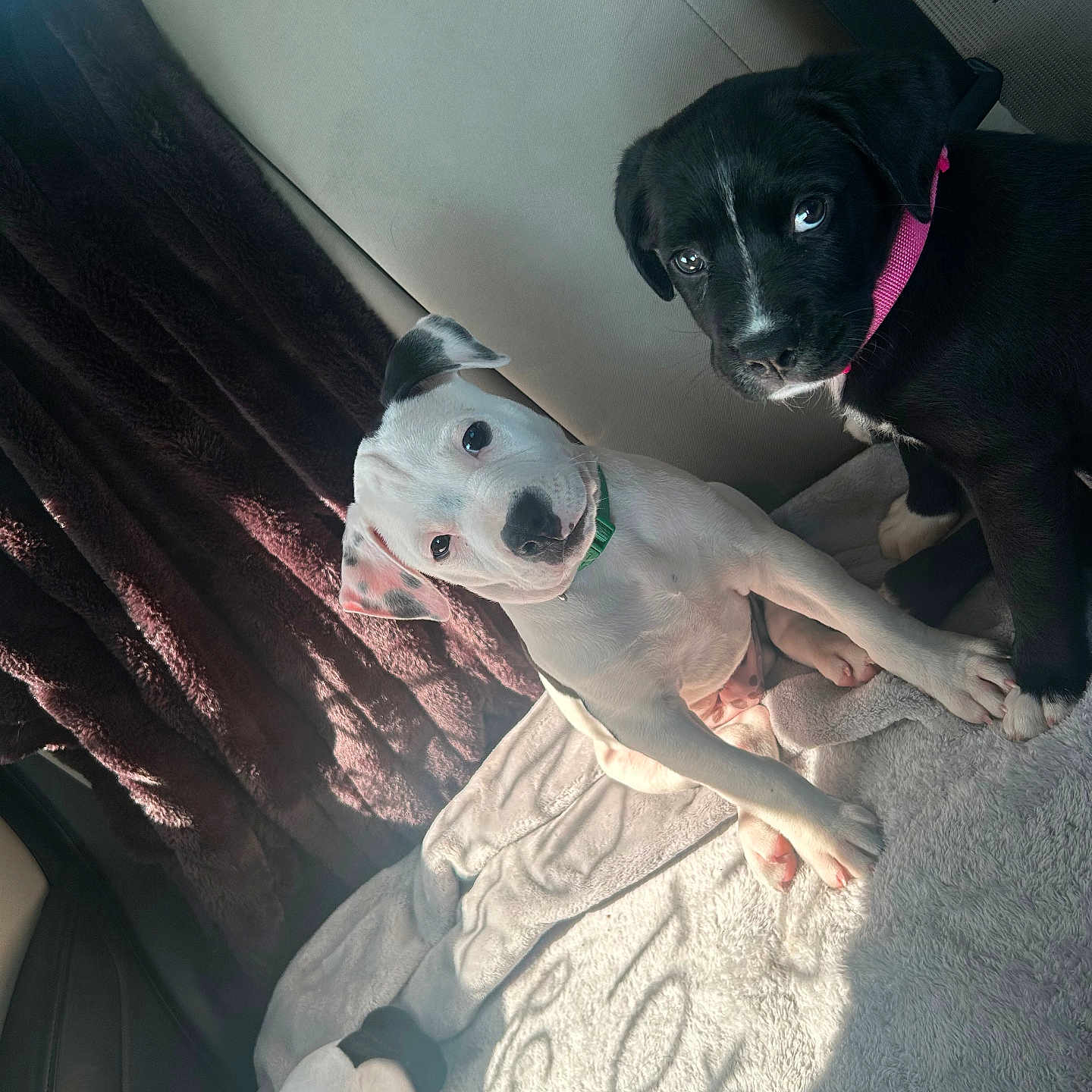 Minnie is registered to the contest to win money with this photo: puppies, dog, white_dog, black_dog, collar, blanket, plush_toy, snoopy, car_interior, sunlight, shadow, pet, cute, curious, sitting, indoor, soft_texture, companions, young, playful