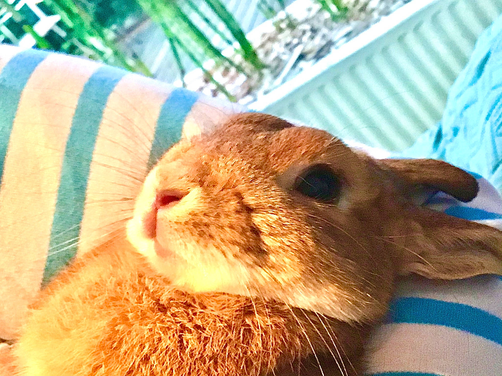 Caramelle participe au concours pour gagner de l'argent avec cette photo : domestic_rabbit, ear, fawn, fur, hare, rabbit, rabbits_and_hares, skin, snout, whiskers, wildlife