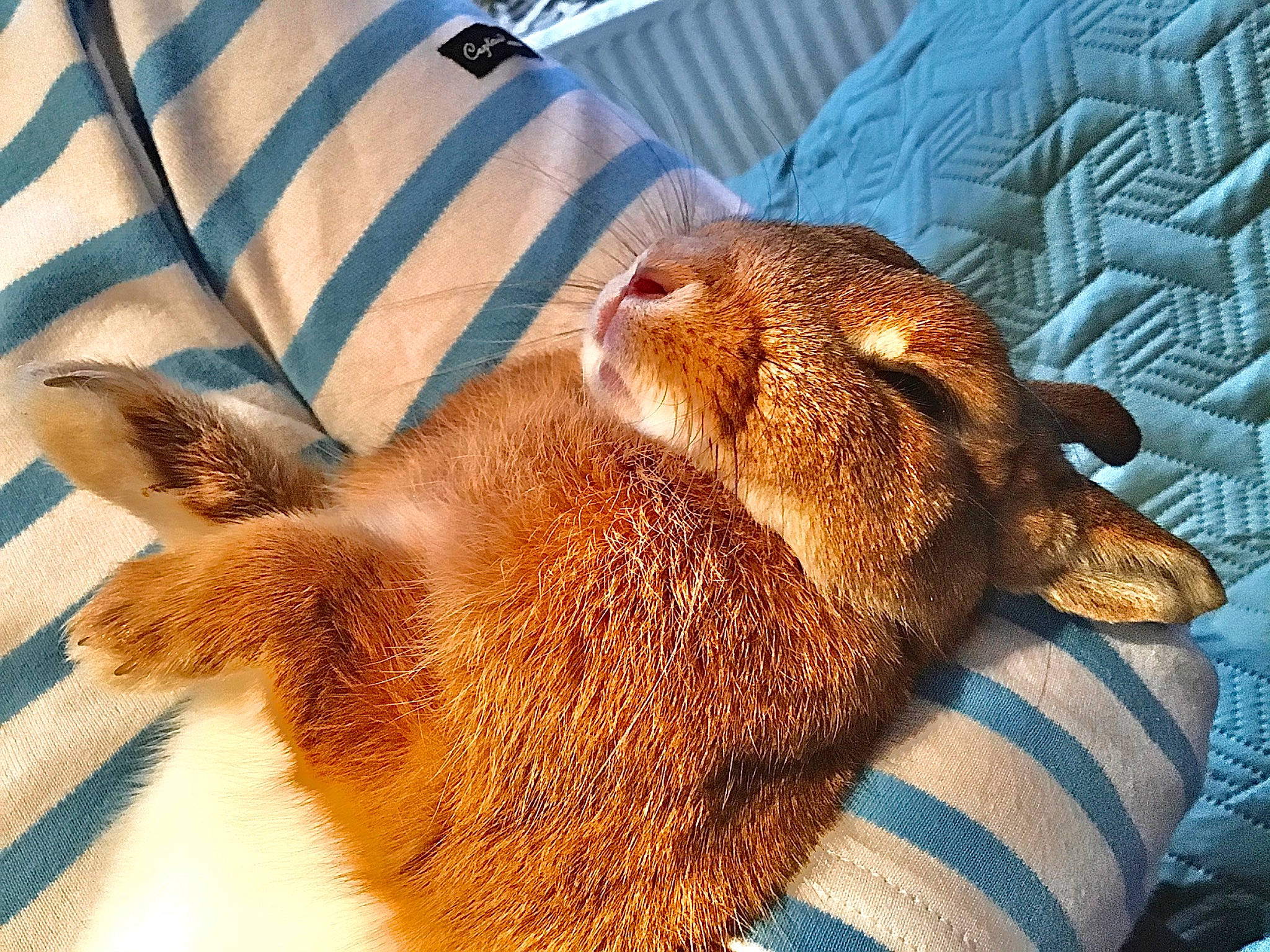 Caramelle participe au concours pour gagner de l'argent avec cette photo : abyssinian, canidae, carnivore, cat, fawn, felidae, fur, nap, sleep, snout, whiskers