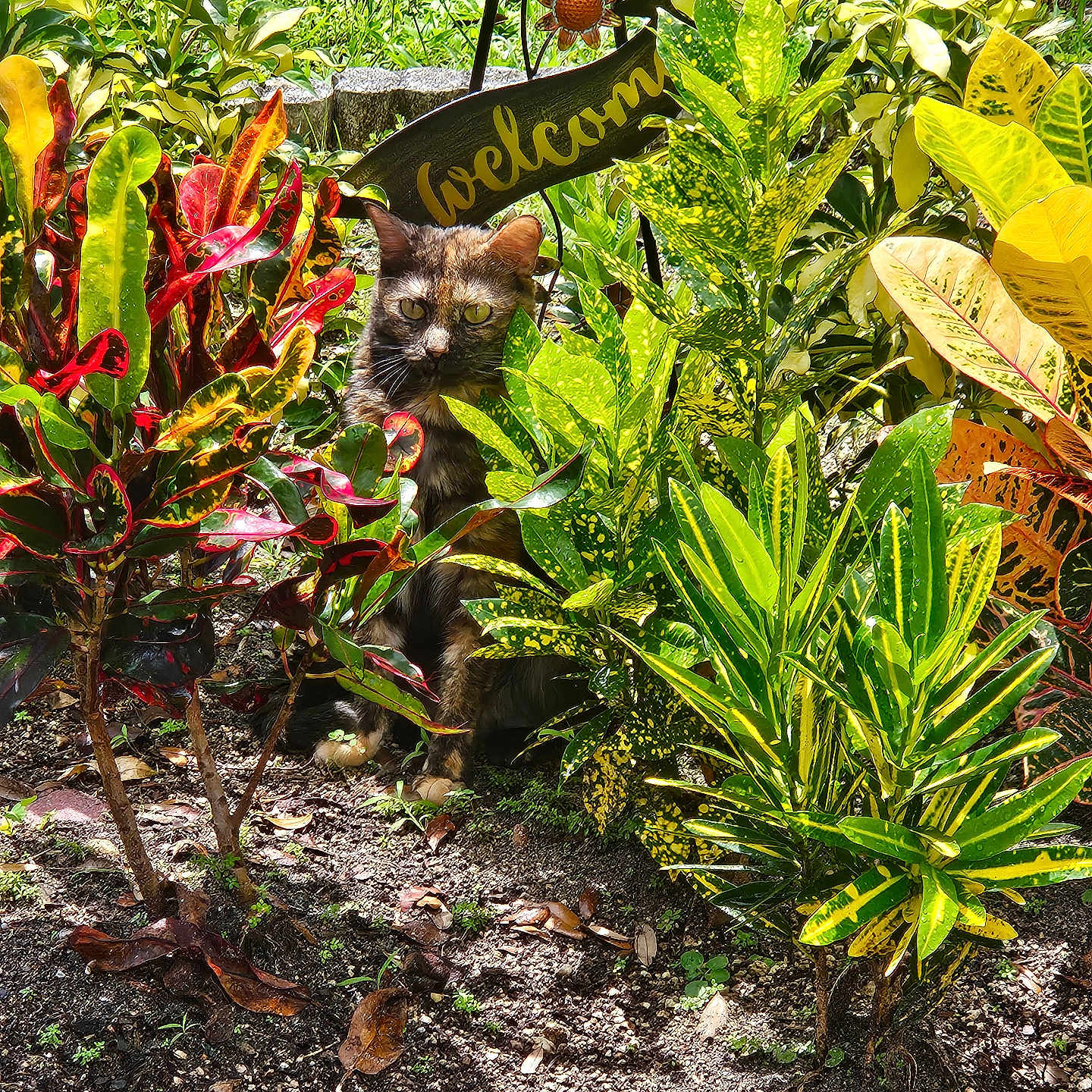 Chiara is registered to the contest to win money with this photo: animal, cat, flower, grass, herbal, herbs, jar, kitten, leaf, nature, outdoors, pet, plant, planter, pottedplant, pottery, soil, summer, vase, vegetation