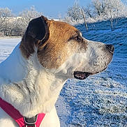 Ragnard participe au concours pour gagner de l'argent avec cette photo : animal, blue_sky, canine, cold, daylight, dog, field, frost, fur, harness, landscape, mammal, nature, outdoor, pet, profile, quiet, snow, tree, winter